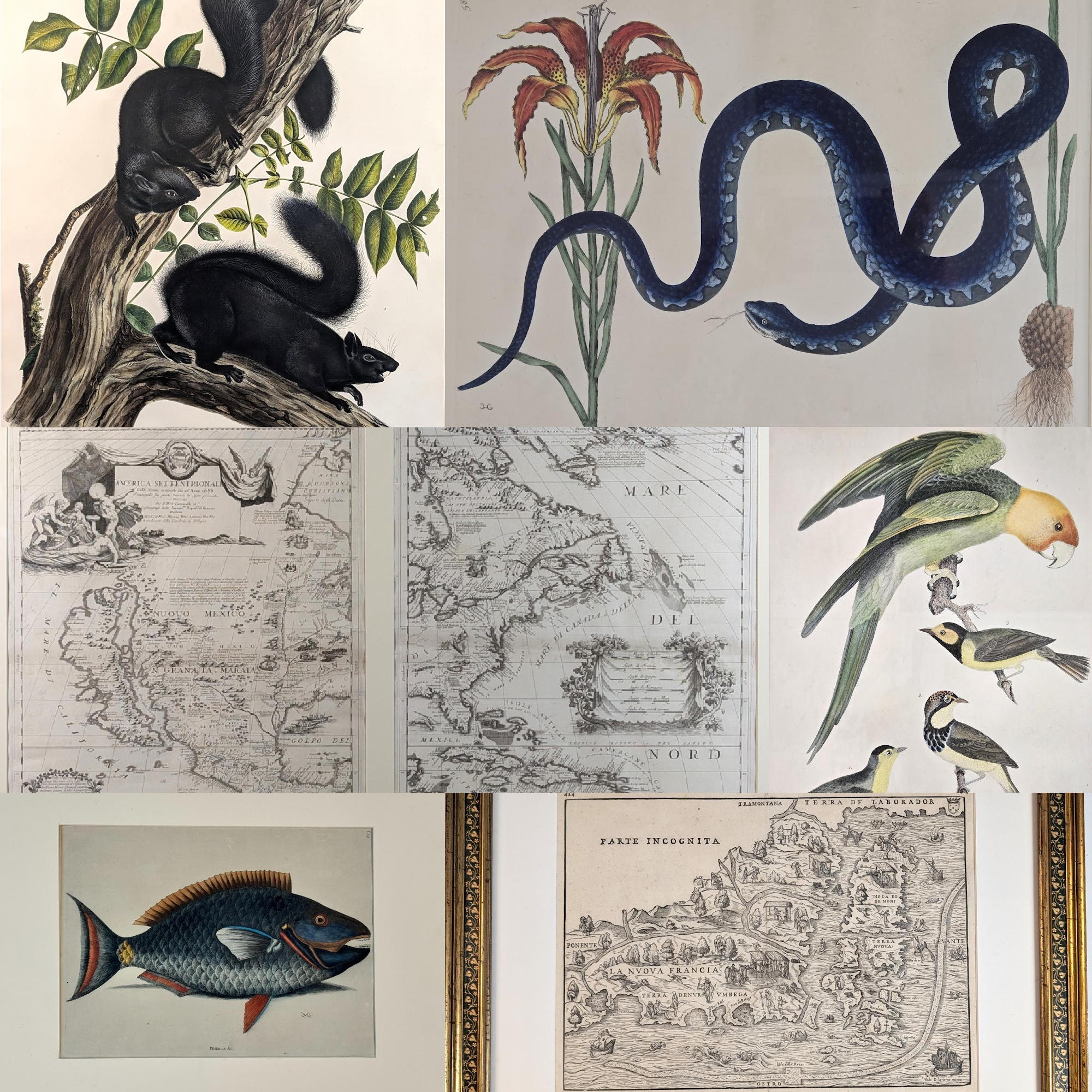 Maps, Natural History Prints and Books